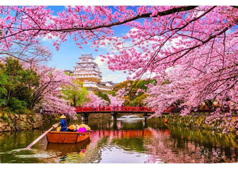 The Healing Properties of the Magic Sakura Tree